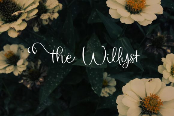 The Willyst: A Script Font for Scroll-Stopping Branding
